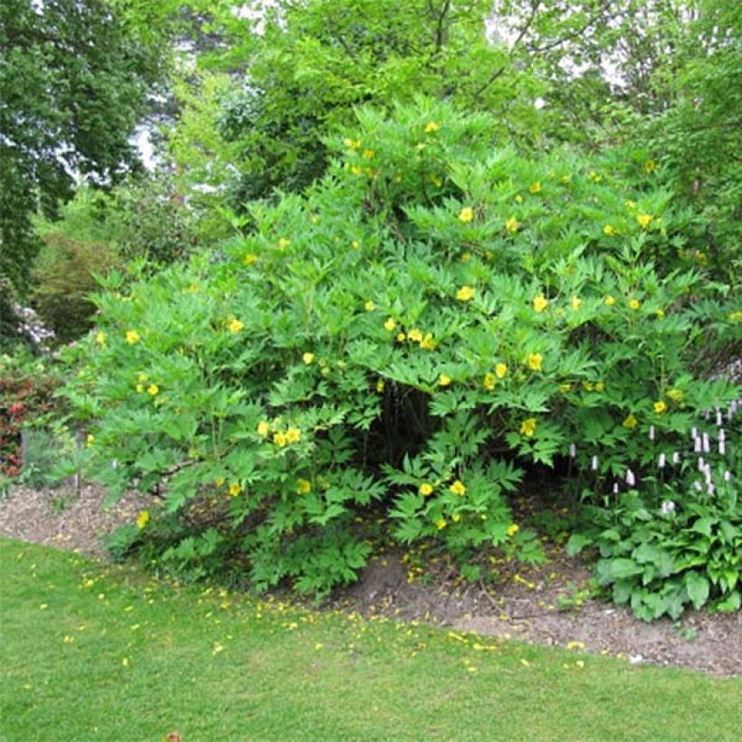 Paeonia delavayi var. lutea - Tree Peony (Plant habit)