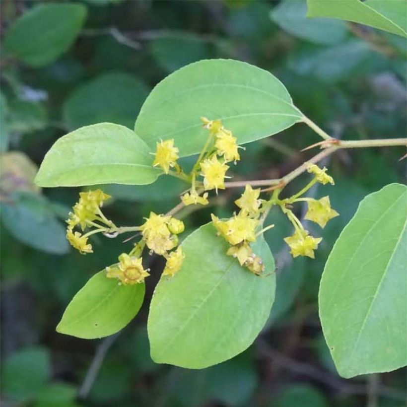 Paliurus spina-christi - Christ's Thorn (Foliage)