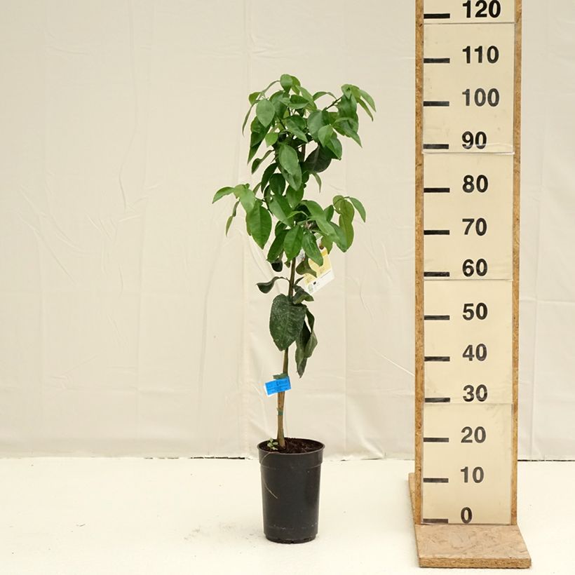 Grapefruit - Citrus x paradisi 3L/4L pot, Clump sample as delivered in spring