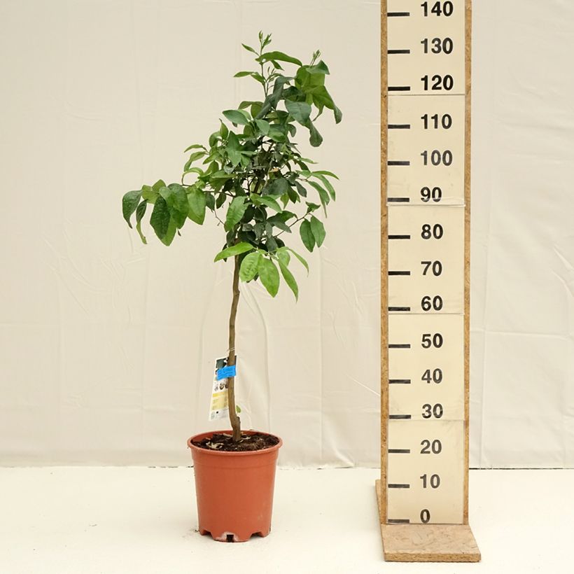 Grapefruit - Citrus x paradisi 7.5L/10L pot, Half standard sample as delivered in spring