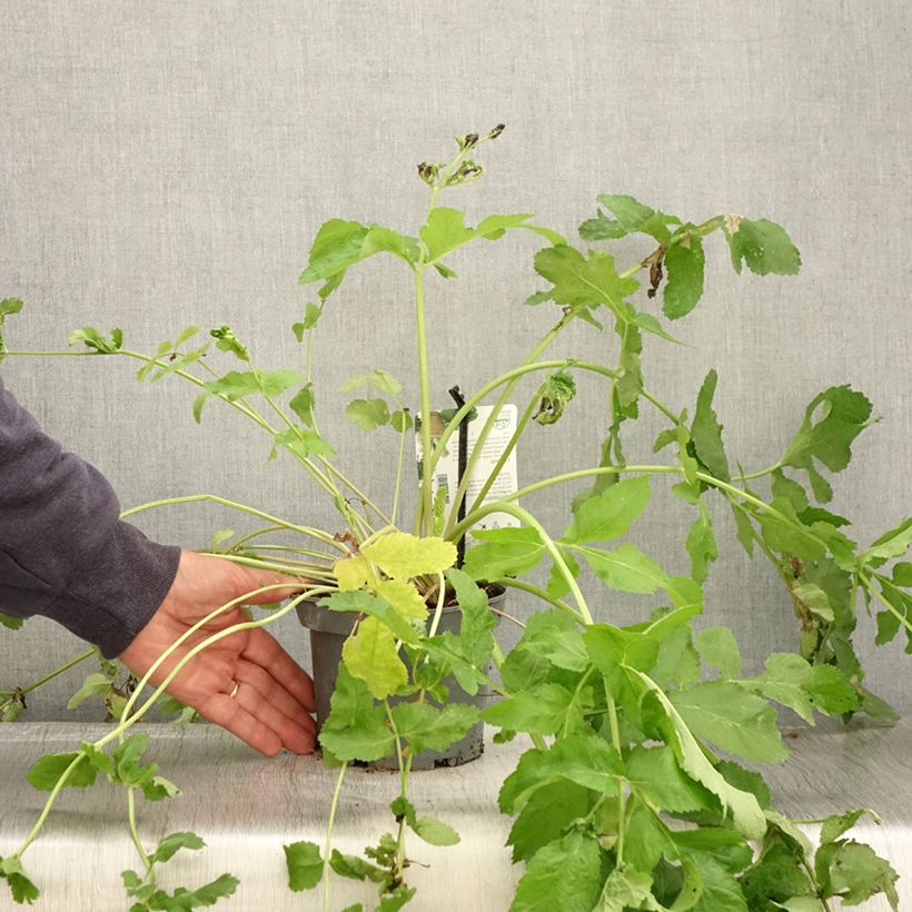 Parsnip - Pastinaca sativa subsp. sativa 1.5L/2L pot sample as delivered in autumn