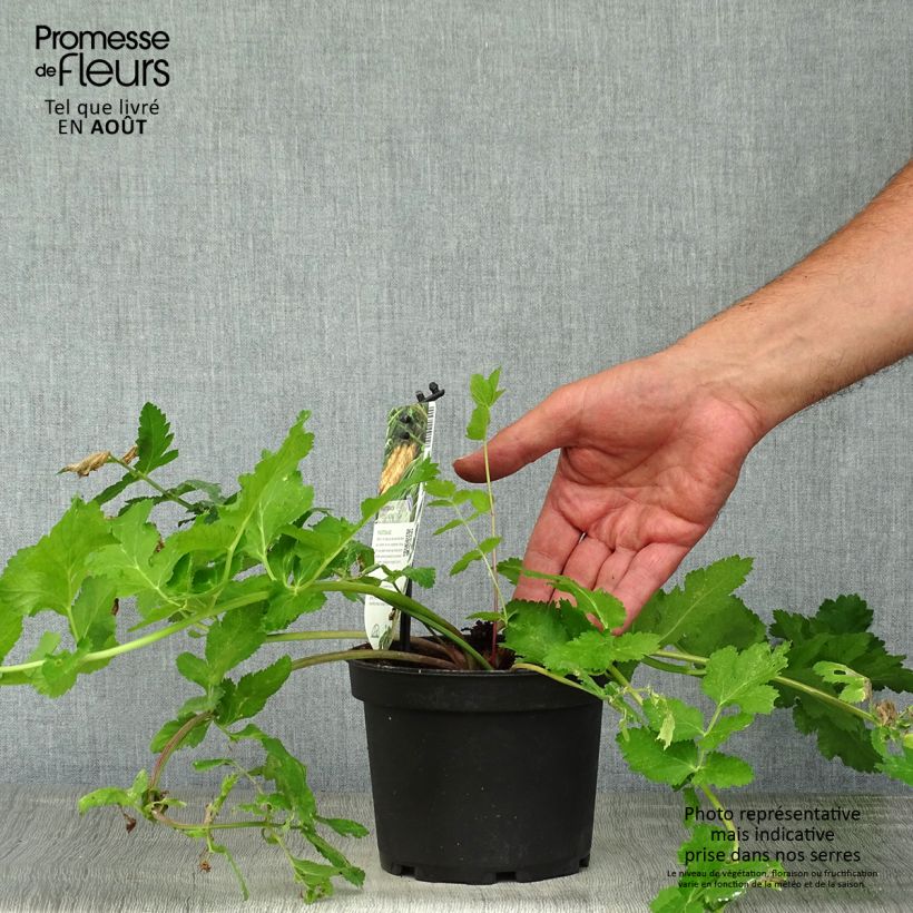 Parsnip - Pastinaca sativa subsp. sativa 1.5L/2L pot sample as delivered in summer