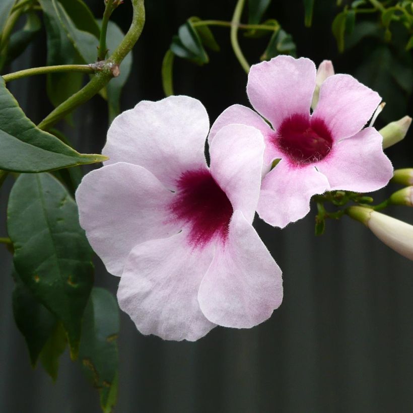 Pandorea jasminoïdes Rosea - Bower Vine (Flowering)