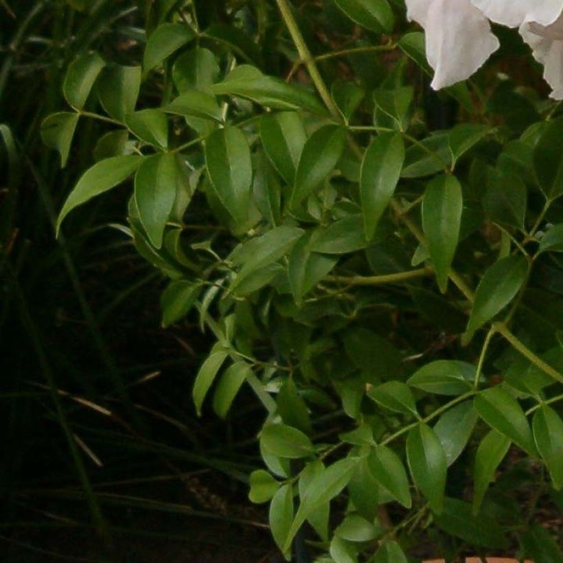 Pandorea jasminoïdes Alba - Bower Vine (Foliage)