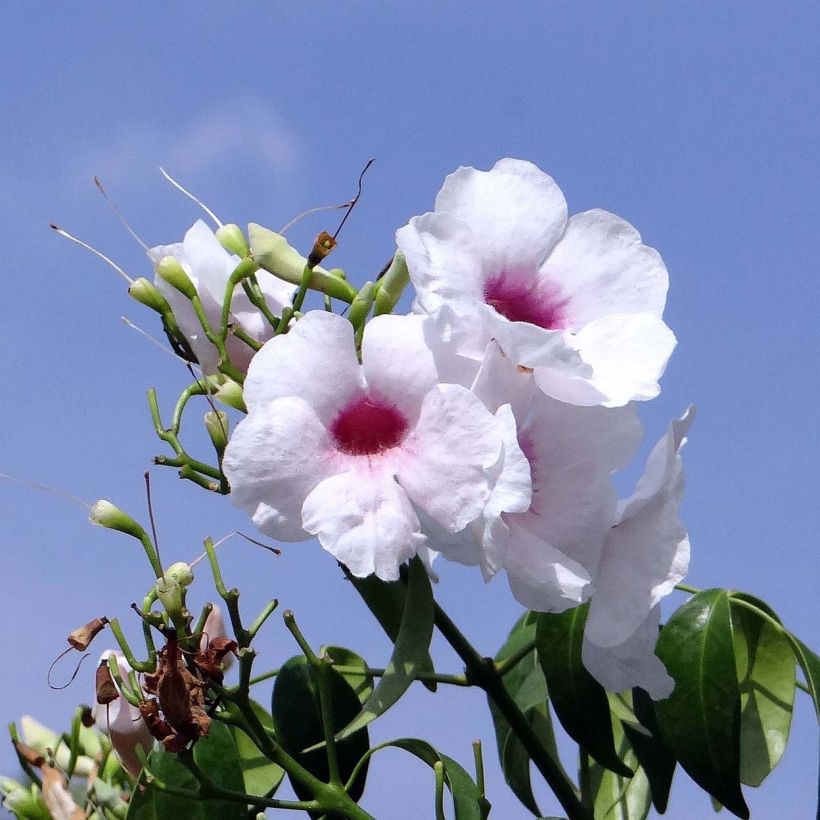 Pandorea jasminoïdes Alba - Bower Vine (Flowering)
