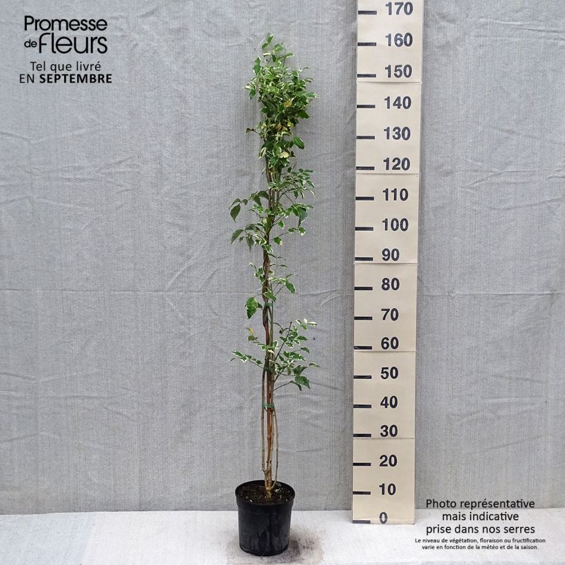 Pandorea jasminoïdes Variegata - Bower Vine 3L/4L pot sample as delivered in autumn