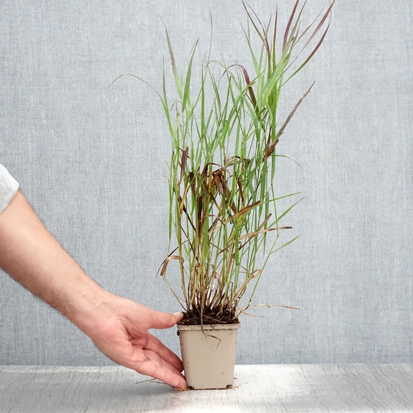 Panicum virgatum Cheyenne Sky - Switchgrass 8/9 cm pot sample as delivered in summer