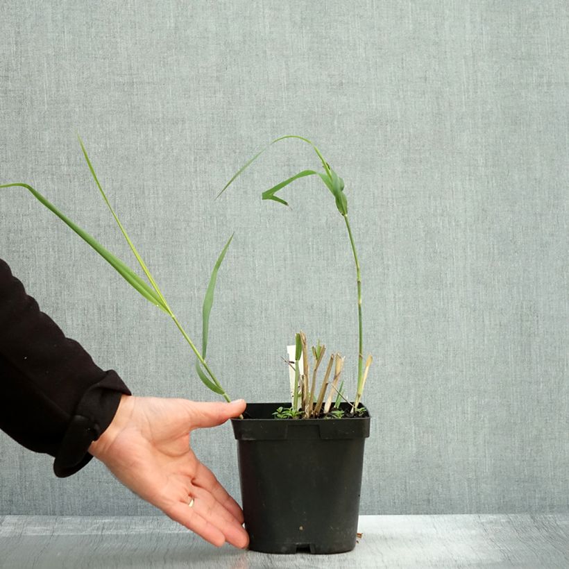 Panicum virgatum Dallas Blues - Switchgrass 2L/3L pot sample as delivered in autumn