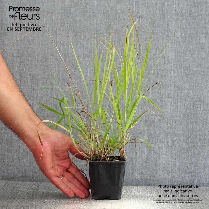 Panicum virgatum Hänse Herms - Switchgrass 8/9 cm pot sample as delivered in summer