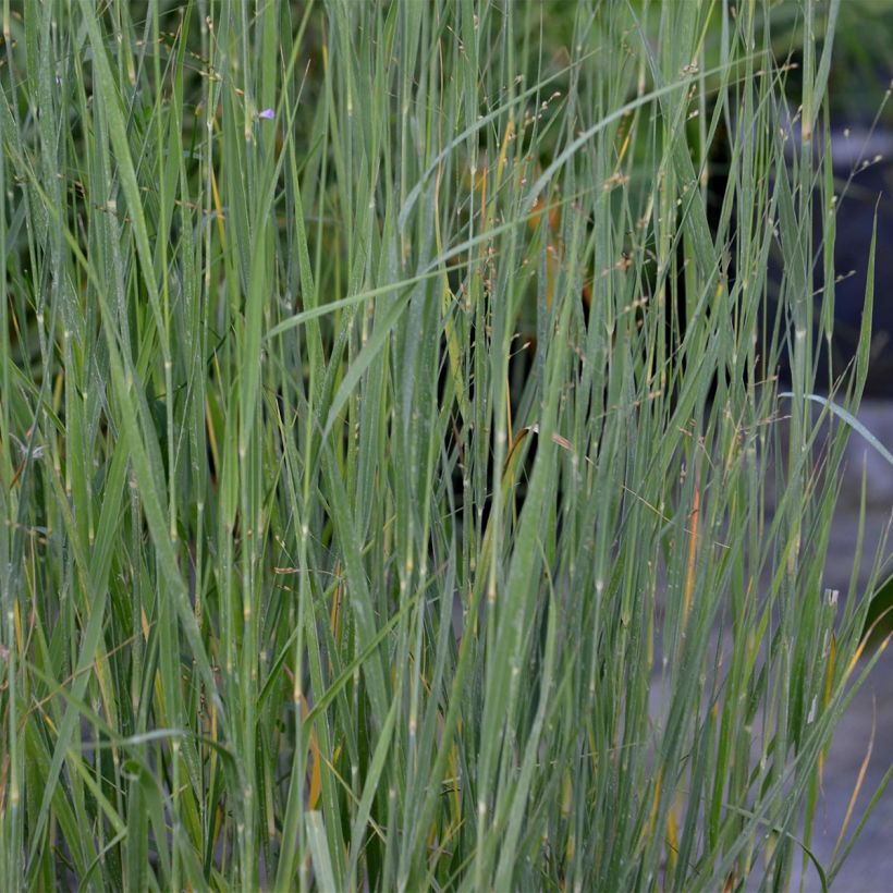 Panicum virgatum Heavy Metal - Switchgrass (Foliage)