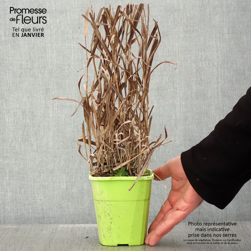 Panicum virgatum Hot Rod - Switchgrass 1.5L/2L pot sample as delivered in winter