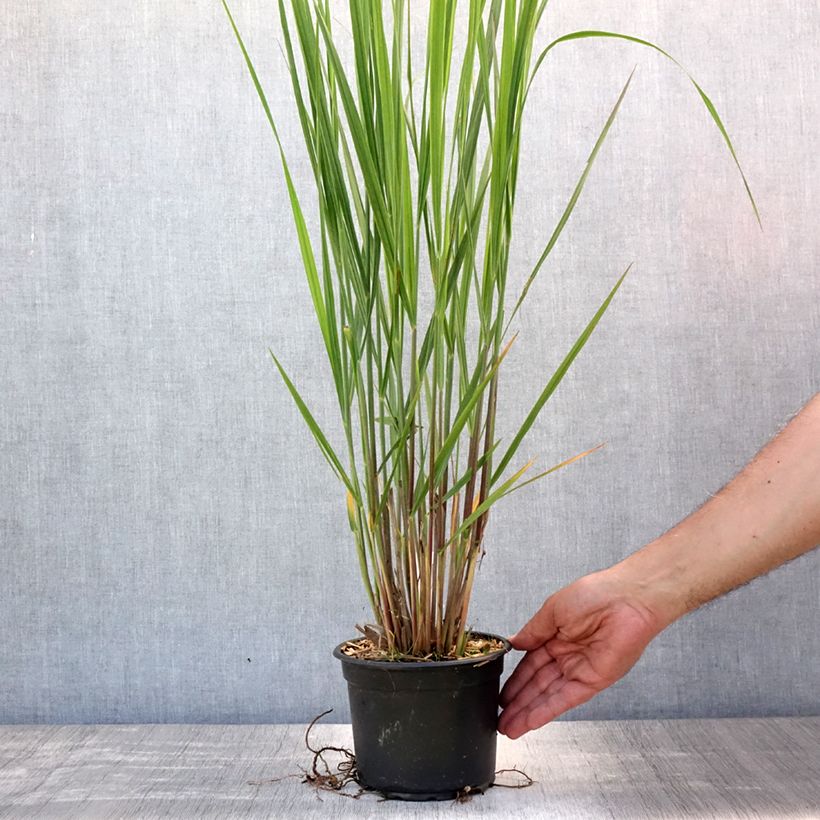 Panicum virgatum Northwind - Switchgrass 2L/3L pot sample as delivered in summer