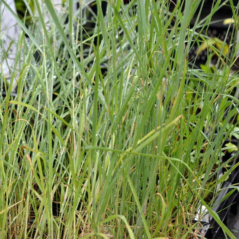 Panicum virgatum Prairie Sky - Switchgrass (Foliage)