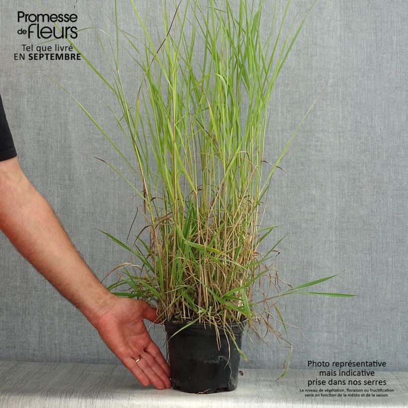 Panicum virgatum Prairie Sky - Switchgrass 2L/3L pot sample as delivered in summer