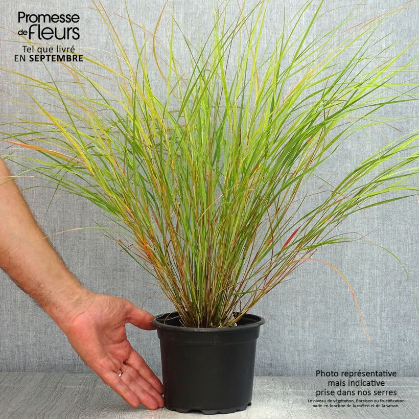 Panicum virgatum Rehbraun - Switchgrass 2L/3L pot sample as delivered in summer