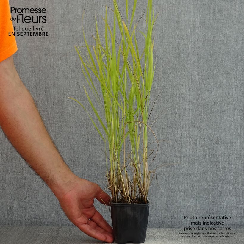 Panicum virgatum Rotstrahlbusch - Switchgrass 8/9 cm pot sample as delivered in summer