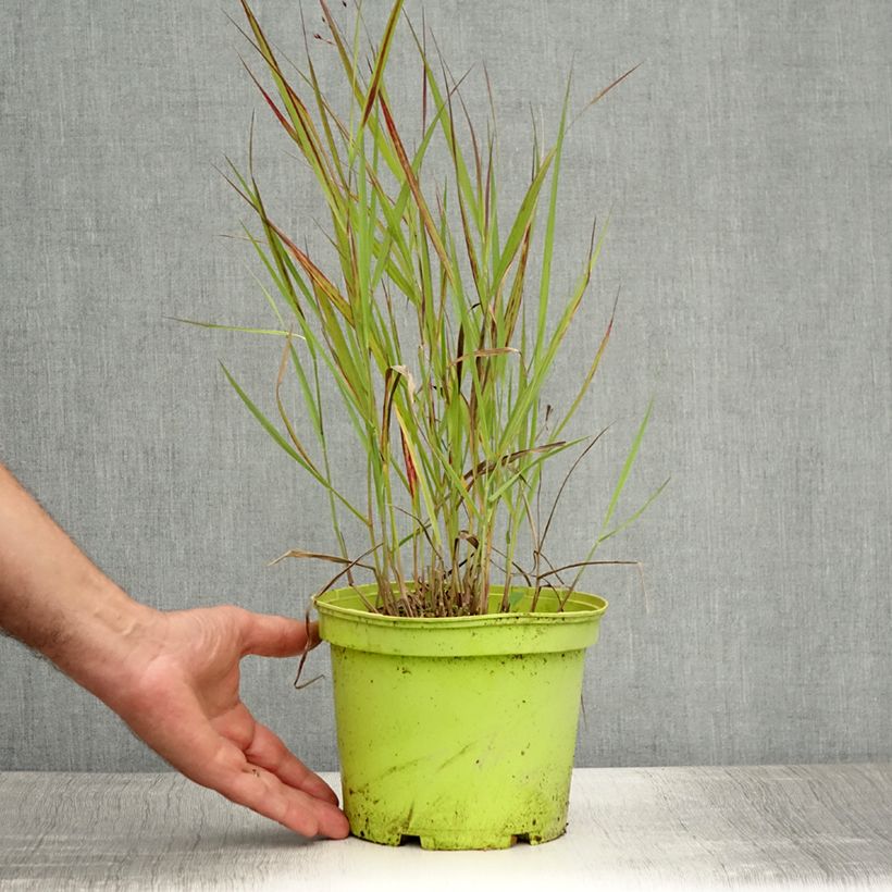 Panicum virgatum Shenandoah - Switchgrass 2L/3L pot sample as delivered in summer