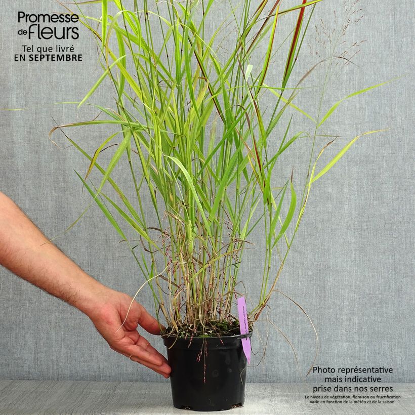 Panicum virgatum Squaw - Switchgrass 2L/3L pot sample as delivered in summer