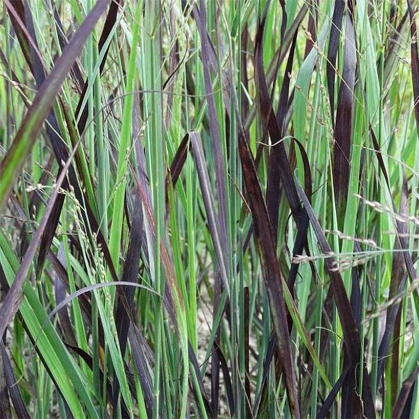 Panicum virgatum Blue Darkness - Switchgrass (Foliage)