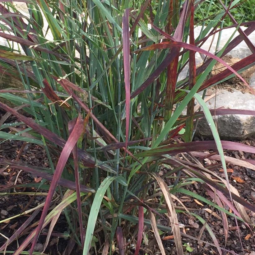 Panicum virgatum Hot Rod - Switchgrass (Foliage)