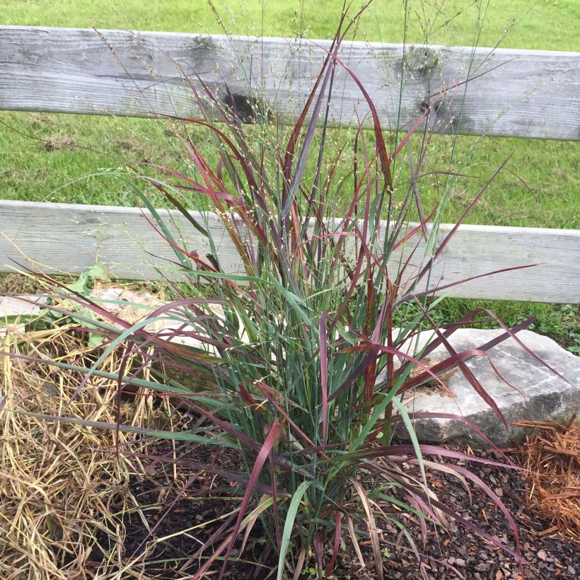 Panicum virgatum Hot Rod - Switchgrass (Plant habit)