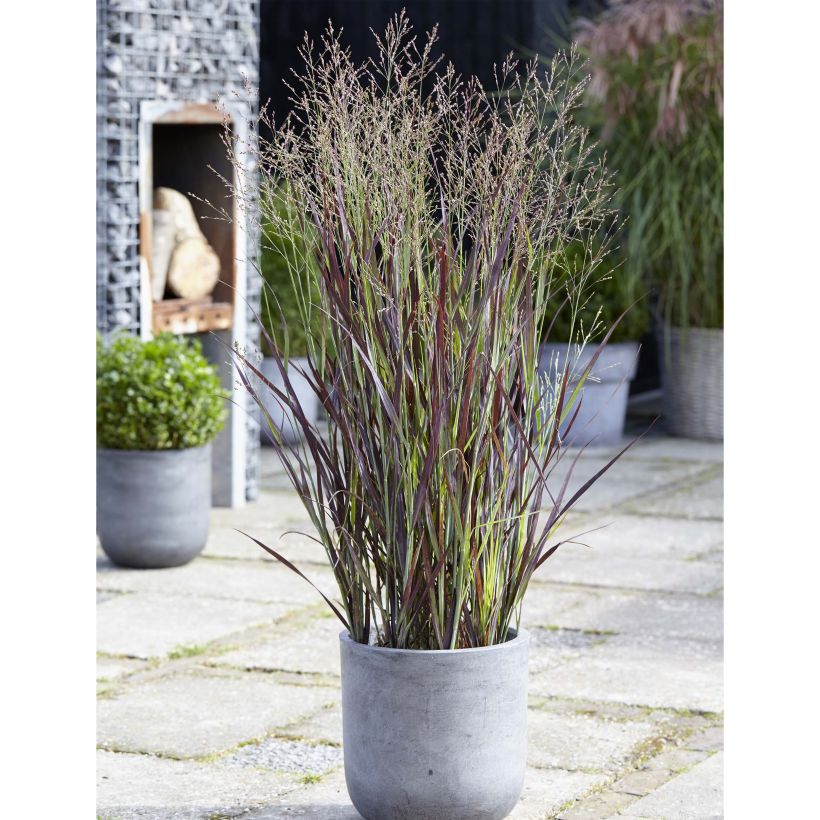 Panicum virgatum Purple Breeze - Switchgrass (Plant habit)