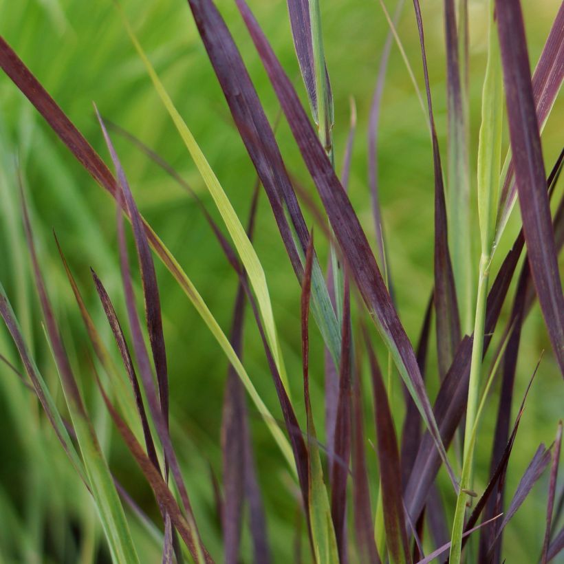 Panicum virgatum Purple Breeze - Switchgrass (Foliage)