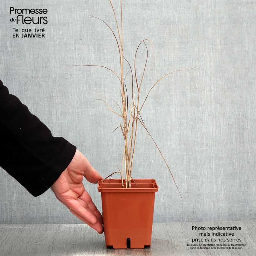 Panicum virgatum Purple Breeze - Switchgrass 1L/1.5L pot sample as delivered in winter