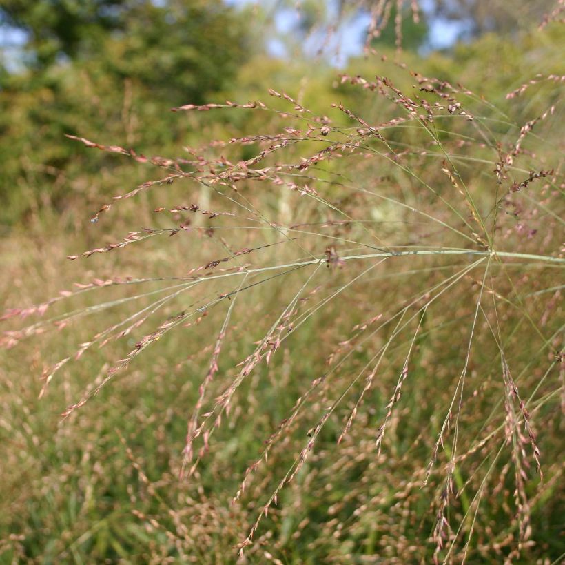 Panicum virgatum Rehbraun - Switchgrass (Flowering)