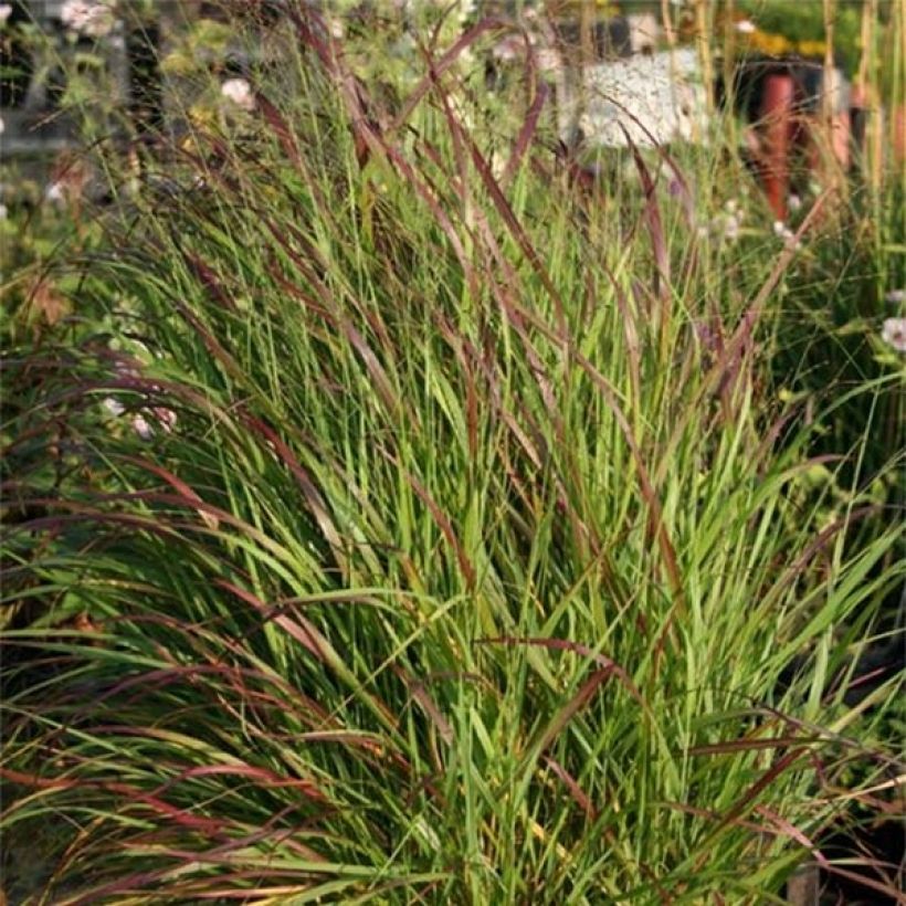 Panicum virgatum Rotstrahlbusch - Switchgrass (Foliage)