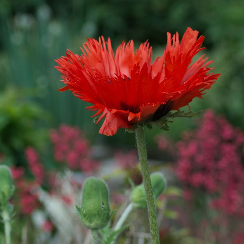 Papaver orientale Curlilocks - Oriental Poppy (Plant habit)