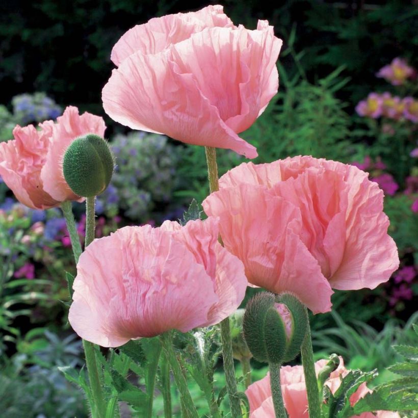 Papaver orientale Helen Elisabeth - Oriental Poppy (Plant habit)