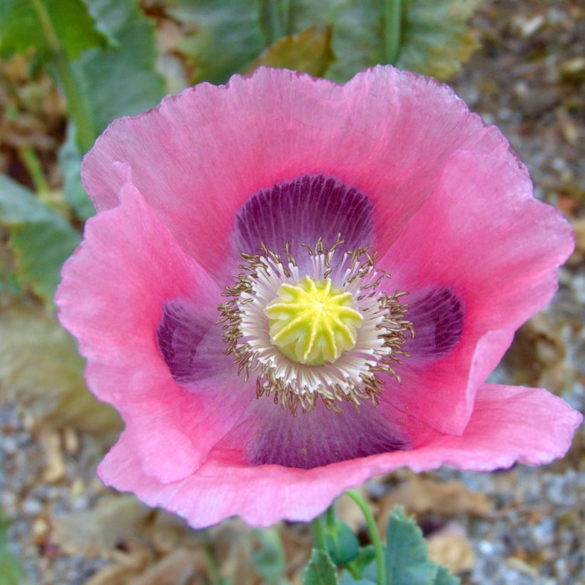 Papaver somniferum nigrum - Poppy Seeds (Flowering)