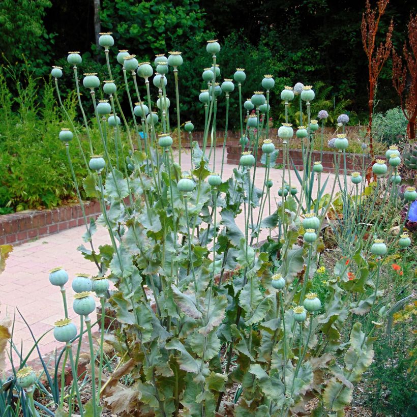 Papaver somniferum nigrum - Poppy Seeds (Plant habit)