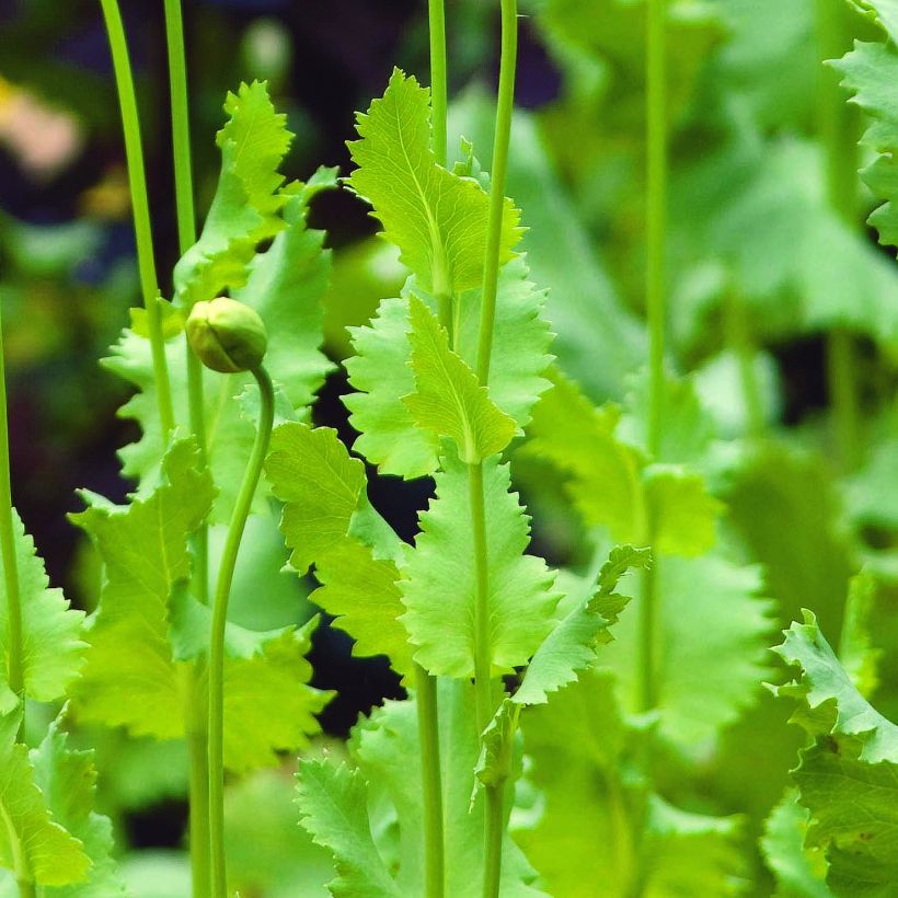 Papaver somniferum nigrum - Poppy Seeds (Foliage)