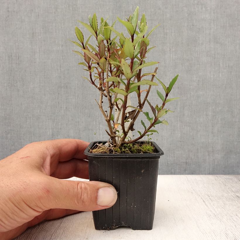 Parahebe catarractae Avalanche 8/9 cm pot sample as delivered in summer