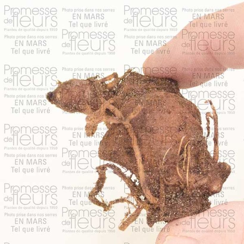 Example of Paris polyphylla - Many-leaved Paris Bulb specimen as delivered