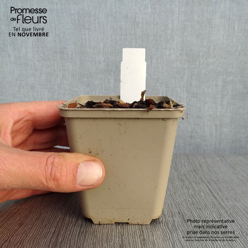Paris quadrifolia - Herb-Paris 8/9 cm pot sample as delivered in autumn