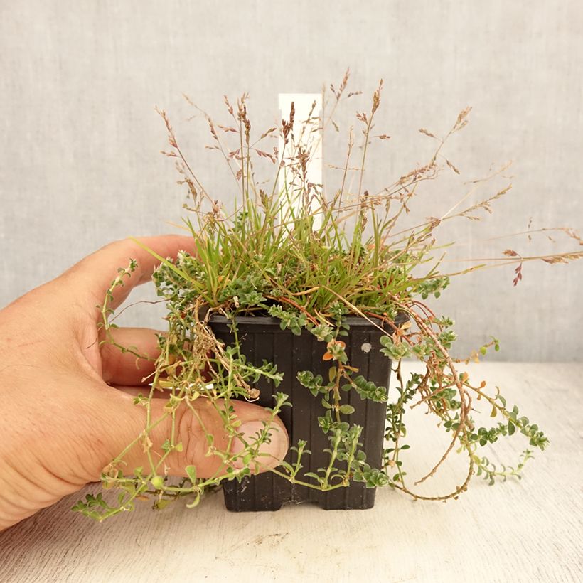 Paronychia kapela subsp. serpyllifolia 8/9 cm pot sample as delivered in summer