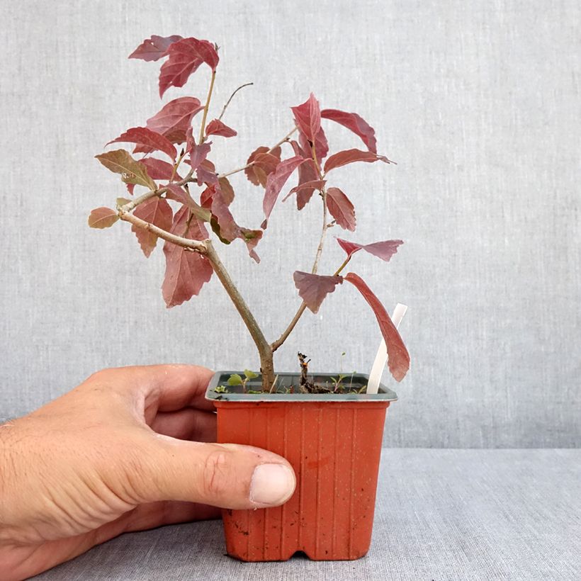 Parrotia persica Bella - Persian Ironwood 8/9 cm pot sample as delivered in summer