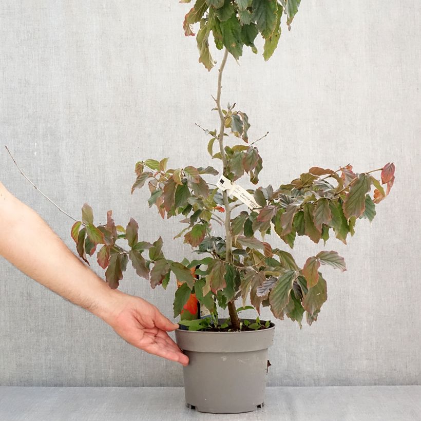 Parrotia persica Burgundy - Persian ironwood 4L/5L pot sample as delivered in summer