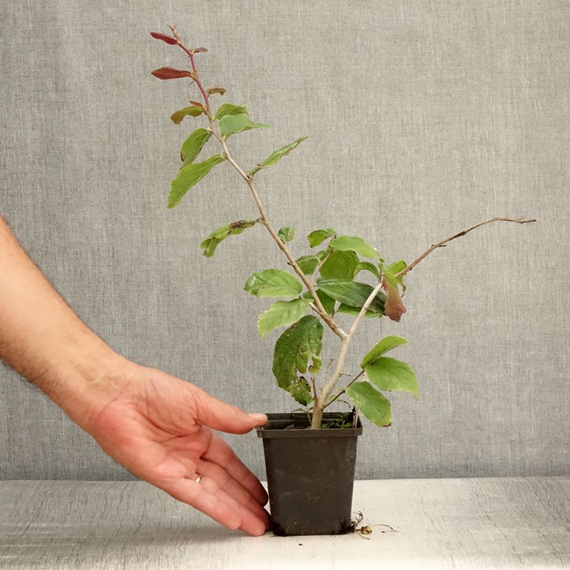 Parrotia persica Vanessa - Persian Ironwood 8/9 cm pot sample as delivered in summer