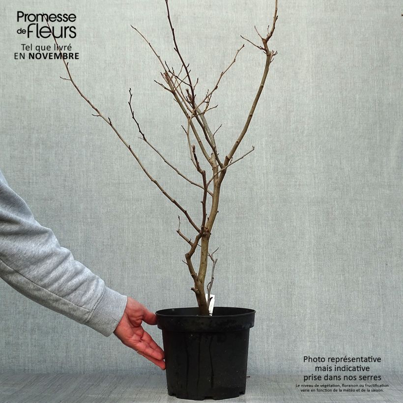 Parrotia persica Vanessa - Persian Ironwood 4L/5L pot sample as delivered in autumn