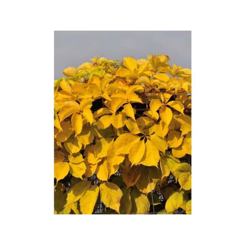 Parthenocissus quinquefolia Yellow Wall- Virginia Creeper (Foliage)
