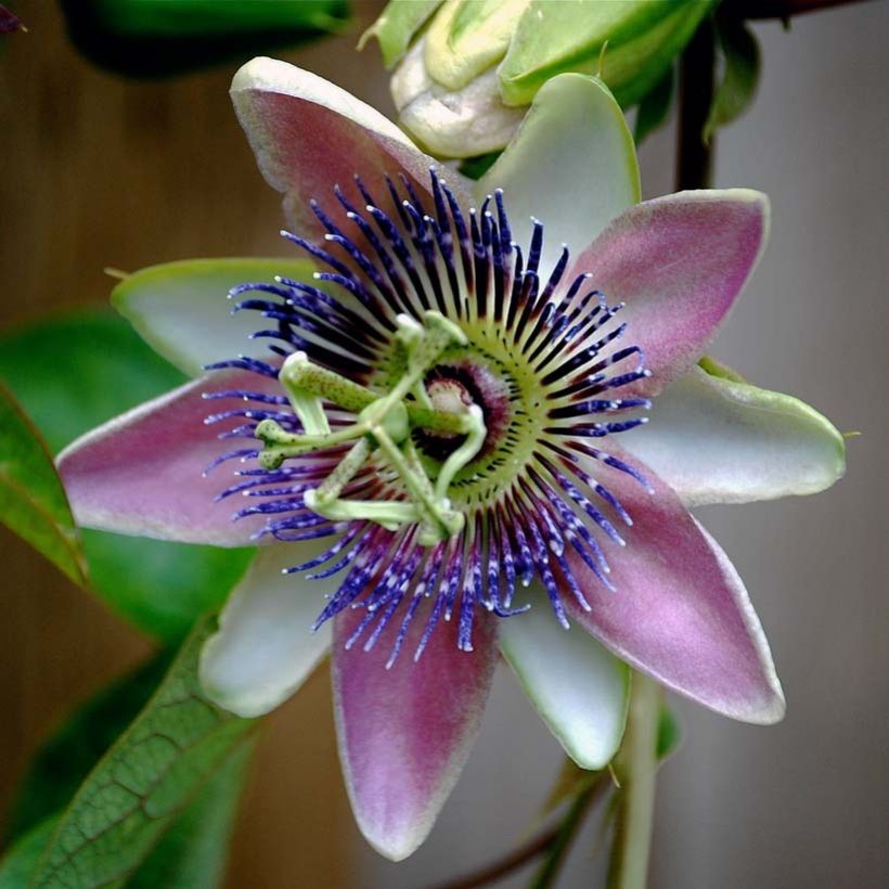 Passiflora allardii (Flowering)