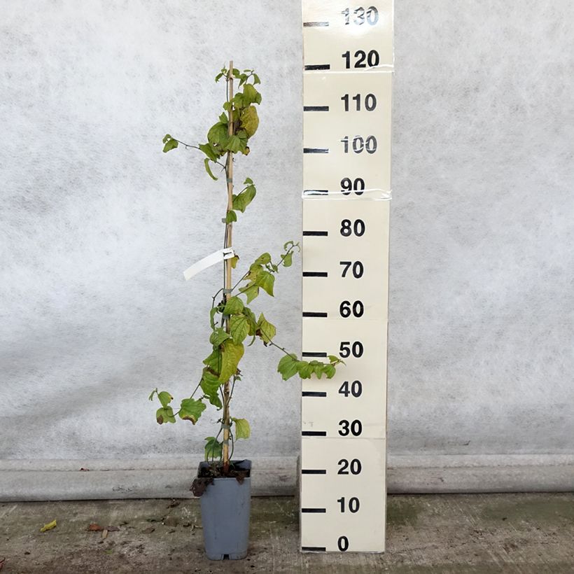 Passiflora citrina 3L/4L pot sample as delivered in autumn