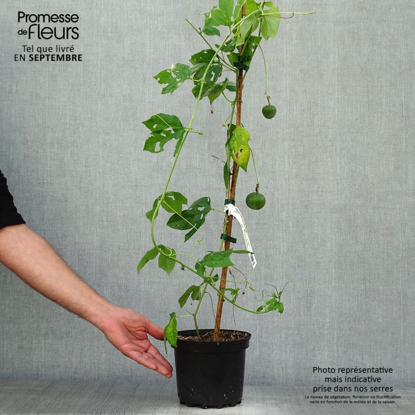 Passiflora incarnata- Passion Flower 2L/3L pot sample as delivered in autumn