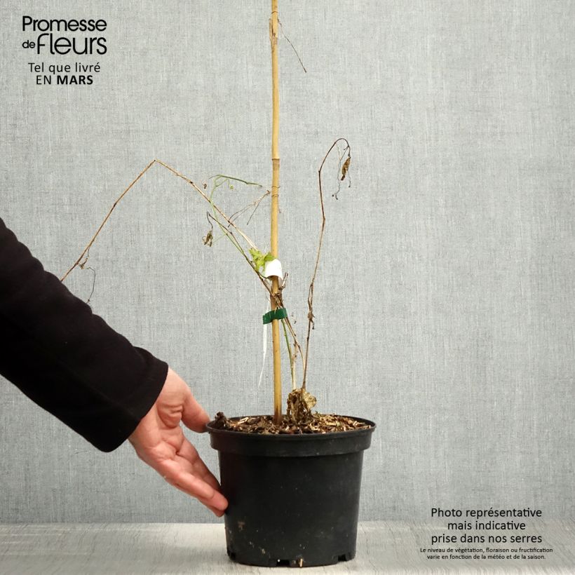 Passiflora incarnata- Passion Flower 2L/3L pot sample as delivered in spring