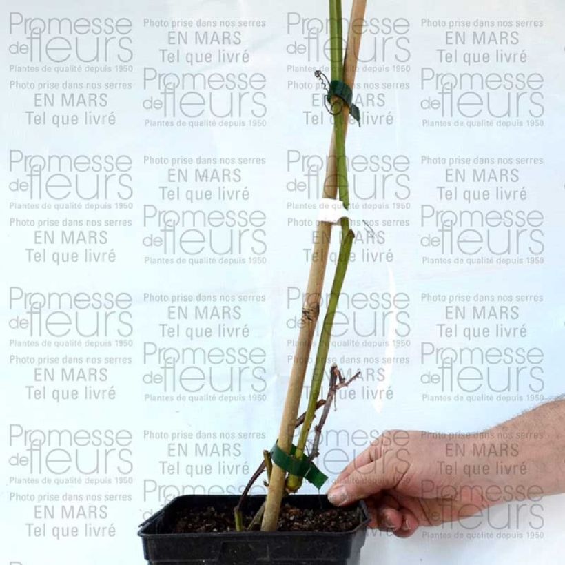 Example of Passiflora alata specimen as delivered