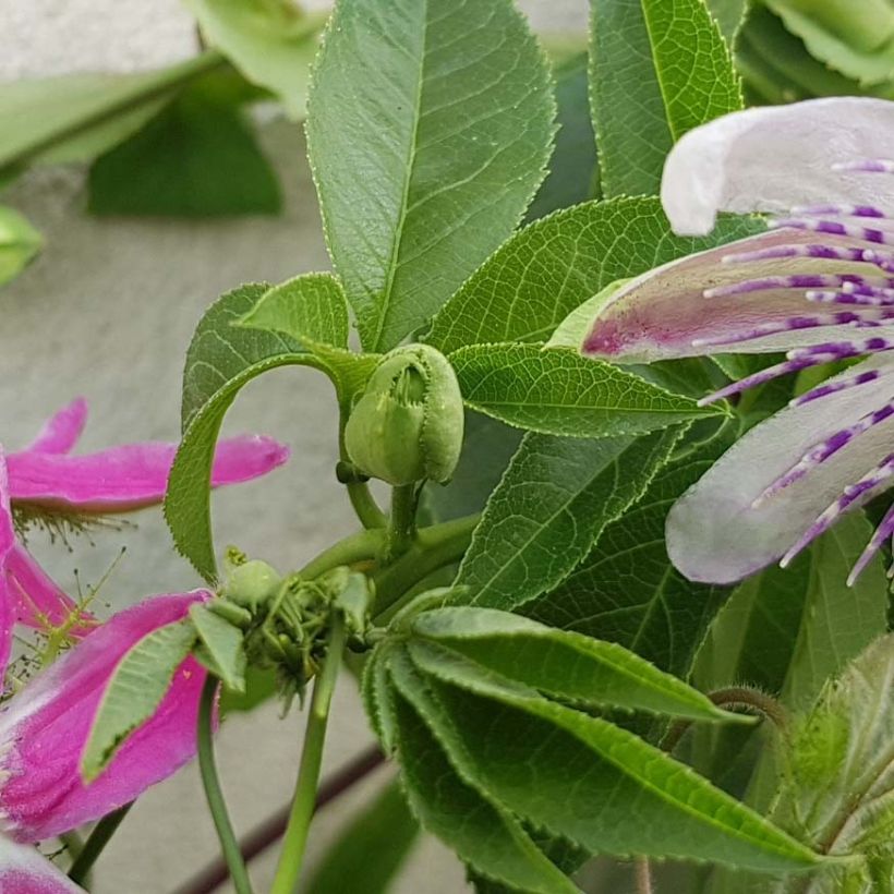 Passiflora Aurora - Passion Flower (Foliage)